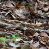 小さなキノコ、スジオチバタケ