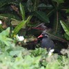 ヤンバルクイナ(Okinawa Rail)