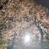 夜桜