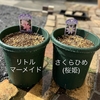 パテンス系クレマチス＊リトルマーメイドとさくらひめ(桜姫)＊の植え付け