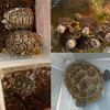 7/9 EXOTIC REPTILE EXPO & Turtle Meeting