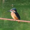 翅は紫、眼は黄色の夏のチョウ