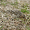 草地の野鳥たち（２０１５　０２０２）