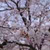 滋賀桜