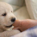 How To Stop A Puppy From Biting Nipping & Mouthing