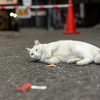 地元繁華街のねこさん