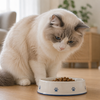 猫は“こだわり派”？猫ちゃんのごはんのお話