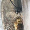 クサガメ 🐢ポコの飼育日記🐢②