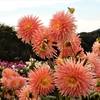 ダリア・花美人：世羅高原農場（広島県世羅町）