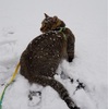 ぬこと雪　もう、野猫には戻れない