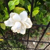 白い綺麗なお花