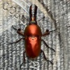 パプアキンイロクワガタ羽化個体の確認！！