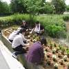 ☆芋植えのあとは．．．☆