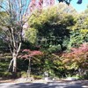 芝公園の紅葉は19号地「もみじ谷」芝生とバラは1号地隣接「プリンス芝公園」