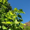 夏の野菜が夏にしかなかった昔は暮らしは厳しかったけれど季節感はあった🌆