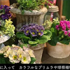 小さな寄せ植え／【冬のガーデニング】並べて可愛い 小さな鉢のコーディネート-フローラ黒田園芸-
