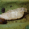 パプキンの蛹（２０１８　０５３１）
