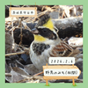 【野鳥のみち】ヒクイナ、ミヤマホオジロなど 2/6