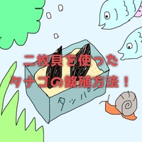 マツカサガイ タナゴ繁殖用におすすめの二枚貝を紹介 たなごgo