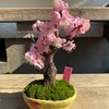 梅の開花