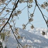 芝桜の頃　残雪桜