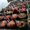 食虫植物の冬の置き場所、増設！