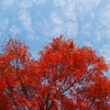 神戸北野の紅葉