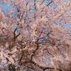 清水公園 桜 見頃時期は？