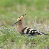 隣の隣の県に鳥を見に行った日記（２０２４　０３３１）その９。最終回。