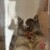 しろごまあん1340日目