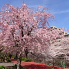 今週のお題「お花見」