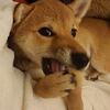 歯が痒い 今日の柴ちゃん33