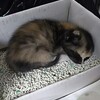 泥だらけだった子猫 2