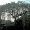 本満寺さんのしだれ桜