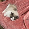 最近とても早起きのふくちゃん