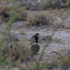 ハジロクロエリショウノガン White-quilled Bustard