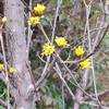 サンシュユ Cornus officinalis