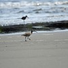 チュウシャクシギの餌捕り