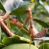 ハラビロカマキリの幼虫