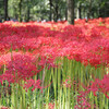 真っ赤な花の絨毯