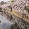 🌸江戸川公園の桜並木