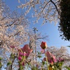 桜満開