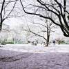 浜町公園の桜の絨毯がきれいで、今年の春も癒された