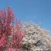  栃木県 那須フラワーワールド ネモフィラ 例年の見頃時期は？