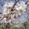 旦那とお花見