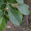 Alnus japonica　ハンノキ