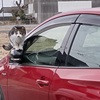 車に乗る猫　と　庭（人参、モチノキ），亀