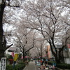 市内の桜並木