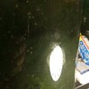 なんかもりもり育っているな。