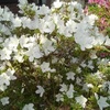 白ツツジが咲きました。インゲン「モロッコ」の芽も出てきましたよ！